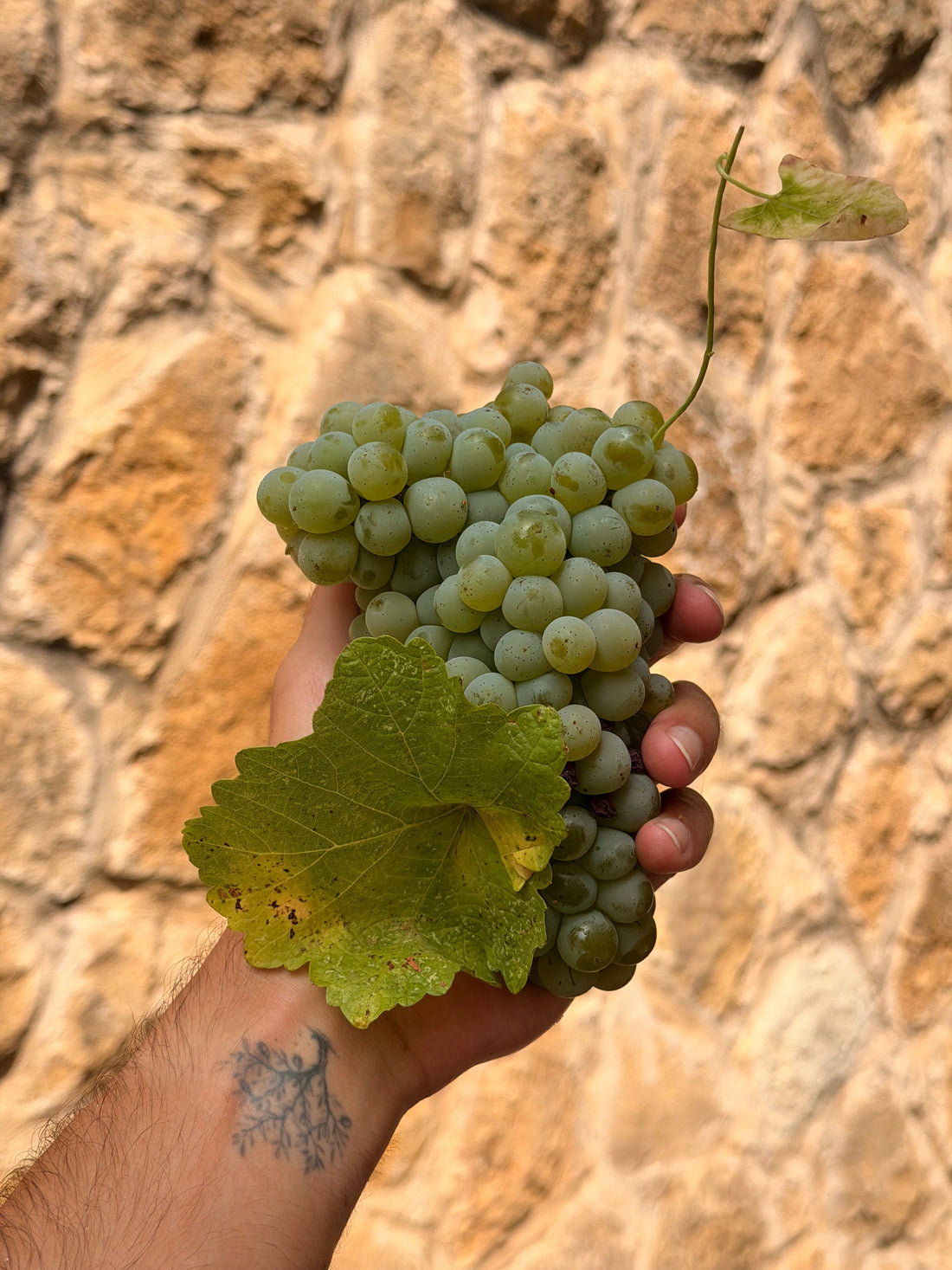 A New Chapter Begins: Chardonnay